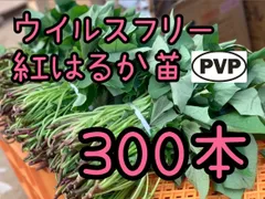 2026年最新】紅はるか苗の人気アイテム - メルカリ