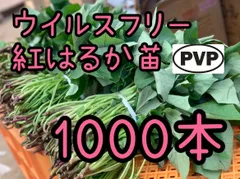 2026年最新】紅はるか苗の人気アイテム - メルカリ