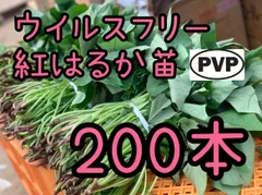 2026年最新】紅はるか 苗の人気アイテム - メルカリ