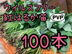 2026年最新】紅はるか 苗の人気アイテム - メルカリ