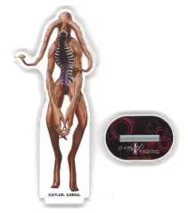 【中古】アクリルスタンド・アクリルパネル 271.ピシャーチャ select×collect オールスターアクリルスタンド 「真・女神転生V Vengeance」のサムネイル