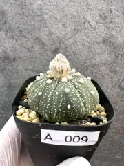 国内実生　スーパー兜　ヒトデ　温室管理（全幅12.5cm×全高6cm）特大株 c3ccef268503bf4813c1bcf800dc38