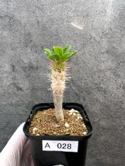 【現品限り】ユーフォルビア・ギラウミニアナ【A28】 Euphorbia guillauminianaのサムネイル