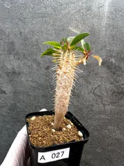 【現品限り】ユーフォルビア・ギラウミニアナ【A27】 Euphorbia guillauminianaのサムネイル