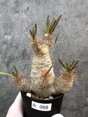 大株 アデニウム ドーセットホーン 獅子葉 塊根部17cm - メルカリ