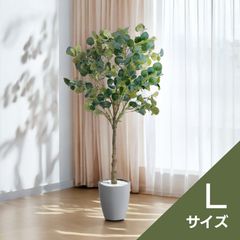 ユーカリ ポポラス苗 190㎝❗ 大型10号 ボリューミー ❗シルバー 