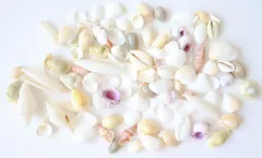 貝殻セット 天然素材 白ビーチシェル