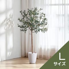 パールアカシア 苗 大型 190cm❗綺麗な樹形 際立つシルバーリーフ 美形