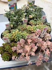 ももんちゃ様専用　ご注文おまとめ8こセット