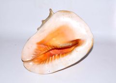 法螺貝 魔除け ほら貝 ホラ貝 30cm オブジェ 法螺貝 魔除け ほら貝 ホラ貝 30cm オブジェ - メルカリ