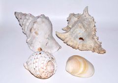 トウカムリ 貝殻 3点セット 巻き貝 飾り 標本 アクアリウム 置物 インテリア トウカムリ 貝殻 3点セット 巻き貝 飾り 標本 アクアリウム 置物