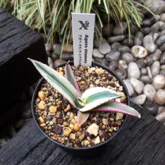 「アガベ・チタノタ・スナグルトゥース」３号　リュウゼツラン科　メキシコ原産　Agave titanota Snaggletoothのサムネイル