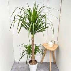 カンボジアーナ10号カバー付き◎千葉県引取り - メルカリ