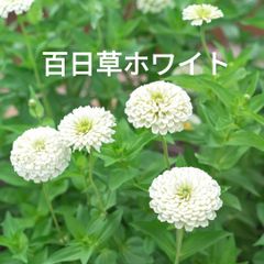 夏咲福寿草の種 - メルカリ