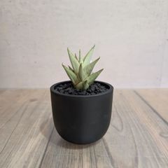 アデニア グロボーサ【 現品 】鉢のまま発送 - メルカリ