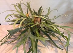 花宇宙購入】コロナリウムホワイト 大株P.coronarium 'White' - メルカリ