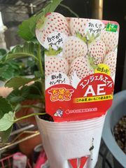 イチゴ農家直送】ジャンボいちご苗 8ポット セット 在庫限り！ - メルカリ