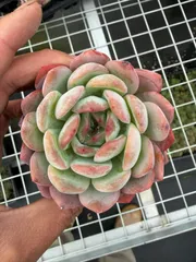 新入荷　54株の抜き苗セット　オールスター　多肉植物　佐川急便発送　エケベリア　セダム　韓国苗　Z5246