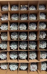 新入荷　18株の抜き苗セット　スターオレンジ　多肉植物　佐川急便発送　エケベリア　セダム　韓国苗　Z5249