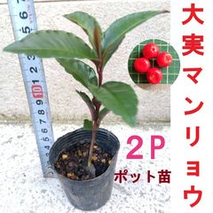 2ポットセット【ポットで発送】大実マンリョウ 万両 実生苗 常緑低木