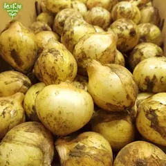 たまねぎ Sサイズ 4kg 有機栽培 鹿児島県産 1個100g未満 ペコロス ちび玉ねぎ ミニサイズ タマネギ 玉葱 玉ねぎ 有機JAS オーガニック オニオン サラダ 生 常温便 発送期間4～6月のサムネイル
