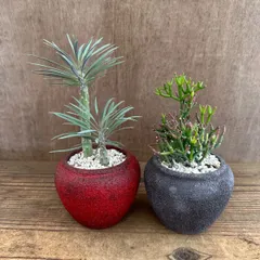 【リメイク鉢】観葉植物２個セット （モンキーツリー、リプサリスハティオラバンブソィディス）　現品　セネシオ クレイニア セネキオ クライニア 天竜 テンリュウ 糸葦 イトアシ 森林サボテン ジャングルサボテン 観葉植物  多肉植物 多肉  グリーン