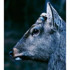 CD / toe / the book about my idle plot on a vague anxiety