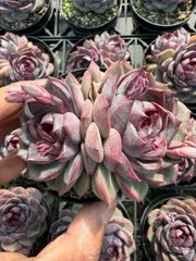 多肉植物　Z4682　ブルーベリー　20鉢　土鉢づき　エケベリア　セダム　アエオニウム　韓国苗　寄せ植え　詰め合わせ