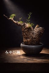 超希少スペシャルコレクション株】エボリスピナ双頭【陽炎】【発根済