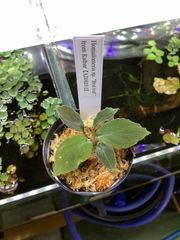 タグ付き LA便 Homalomena sp. - メルカリ