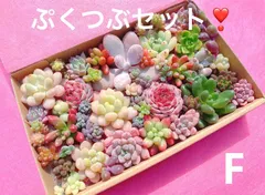 F クーポンあり❣️ぷくつぶセット❣️寄せ植えセット　カット苗　ピンク多肉　多肉弁当　美人　エケベリア　セダム　パキフィツム　チーズ　韓国苗入り