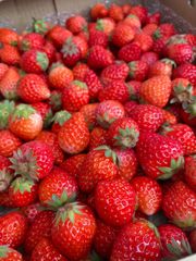 大量約6kg！とちあいか！規格外のため格安！甘くて酸味が少ない品種