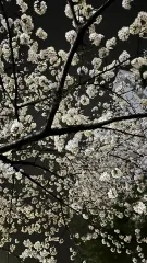 赤ちゃんApeach(アピーち)様