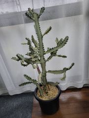 希少サイズ ユーフォルビア 大株 キングマハラジャ 60cm程度 - メルカリ