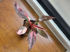フィロデンドロン オレンジプリンセス 約3号鉢 No.001 - メルカリ