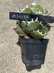 Coyote 安曇野　白鯨　Agave 子株のサムネイル