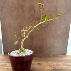 【リメイク鉢】桜キリン ②   現品　陶器鉢　Pereskla nemorosa 桜麒麟 サクラキリン ペレスキア ネモロサ 観葉植物 観葉 植物 レア 希少 多肉　多肉植物　カクタス　サボテン　インテリア