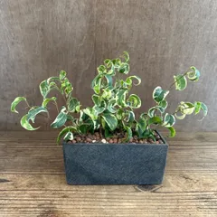 フィカス ベンジャミン シタシオン　長方形黒陶器鉢　現品　 Ficus benjamina ‘Sitasion’  クワ科フィカス属  観葉植物 観葉 植物 インテリア プレゼント おしゃれ 斑入り