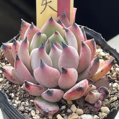 多肉植物ミックスベリア☆紫紺の矢★抜き苗(根付き)