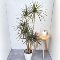 ぷっくり幹xねじれ樹形の一点物】ブラキキトン ボトルツリー - メルカリ