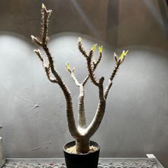 アデニアメタモルファ 旧アデニアペリエリ 現地球 発根済 - メルカリ