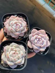 新入荷　24株の抜き苗セット　ユメノラン　多肉植物　佐川急便発送　エケベリア　セダム　韓国苗　Z5401