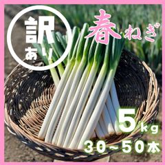 鳥取県産 白ネギ「春香葱」 5kg 長ネギ - メルカリ