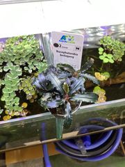 クダガン 10株 ブセファランドラ 水上葉 組織培養 水草セット - メルカリ