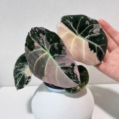 激レア】 アロカシア セット 4点 - メルカリ