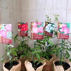 小山内健さん作出　3点セット　シルフィシルフィなど　京阪園芸　F&Gローズ 小山内健さん作出 3点セット シルフィシルフィなど 京阪園芸 F&Gローズ