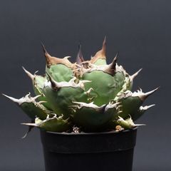 アガベ 精品 海王 大株 鉢植発送 極上血統 スペシャル個体 - メルカリ