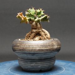 ユーフォルビアギムノカリキオイデス 実生 - メルカリ