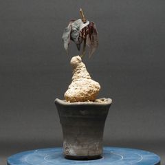 パキポディウム グラキリス バリバリ発根 現地株 塊根植物 caudex