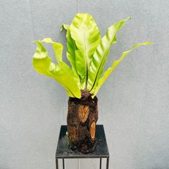 獅子蘇鉄のカキコ 綴化ソテツ♡子株♡発根管理中♡フラッシュ中
